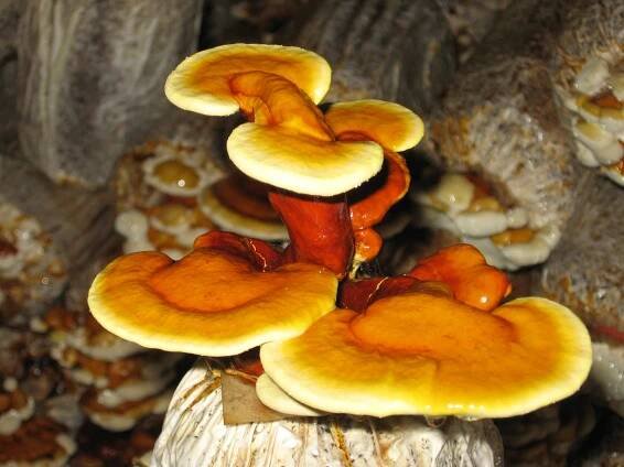 REISHI sušené 100g ganoderma mykoterapie Podoba bylinná směs