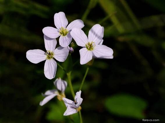 Řeřišnice luční (Cardamine pratensis), květy, květenství