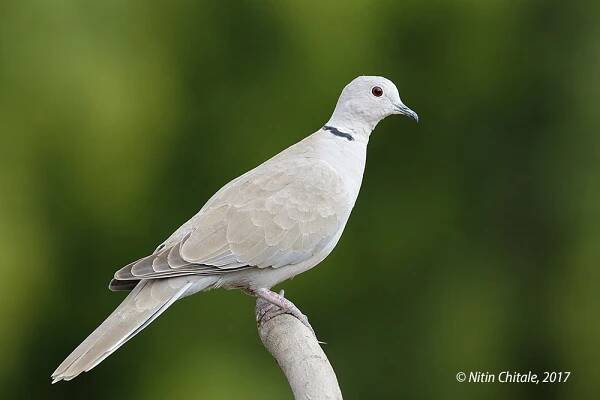 Nal Sarovar and LRK, Gujarat - Photobirder