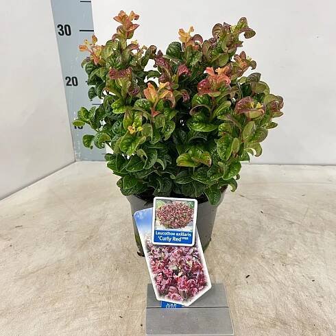 Show details for Leucothoe axillaris ‘Curly Red’ PBR