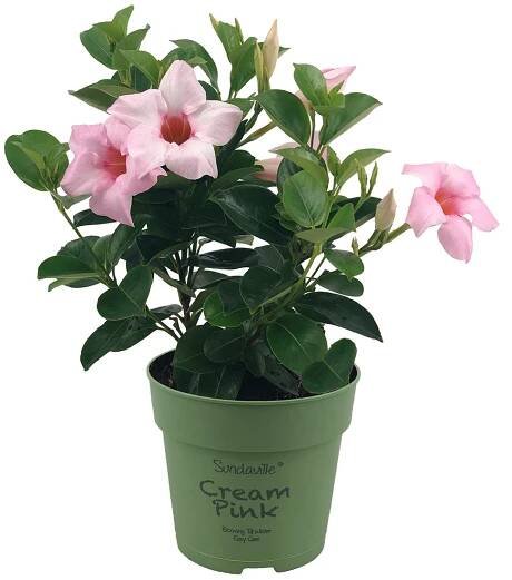 4 Mandevilla mini, light pink petals, green leaves, green flower pot