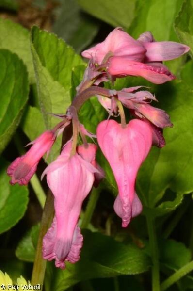 Dicentra eximia – srdcovka drobnokvětá