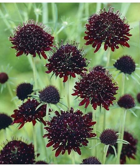 Scabiosa atropurpurea BLACK PURPLE - hlaváč