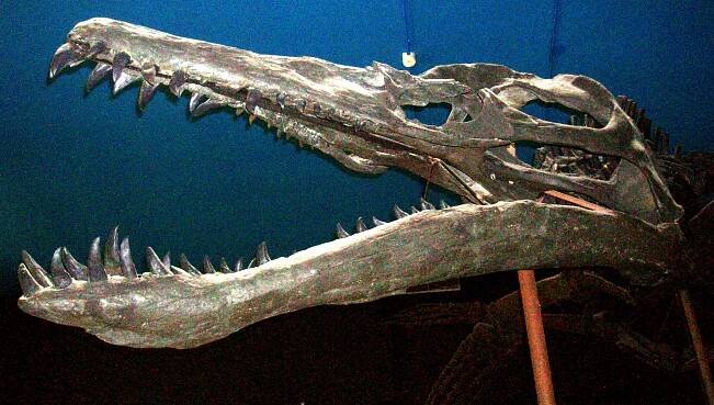 Liopleurodon