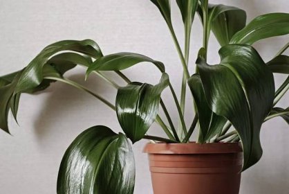 10 pokojových rostlin do stínu | Chalupáři-Zahrádkáři