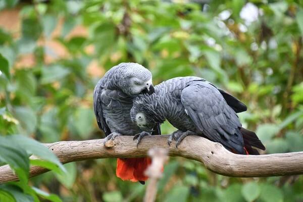 When Do African Grey Parrots Lay Eggs? - Bird Sector