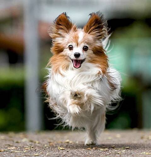 closeup of a white and red papillon running on a sidewalk