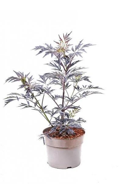 Bez černý (sambucus nigra) Black Lace