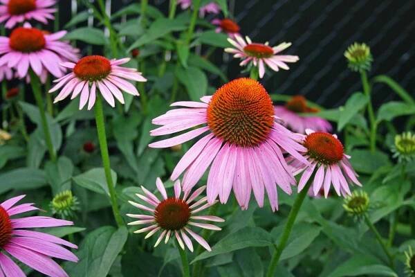 2. Mexick klobouk (Ratibida columnifera)