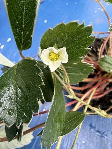 Beach Strawberry, Fragaria chiloensis
