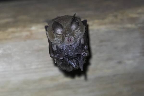 Kde se rodí naši vrápenci - Speleologický klub ORCUS Bohumín