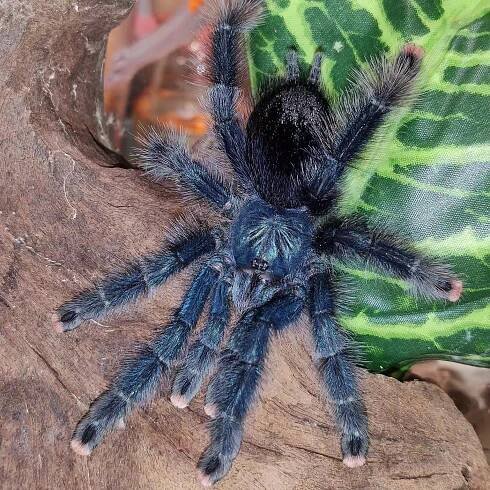 Avicularia geroldi (Blue Green Pinktoe)