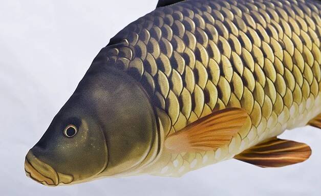 Gaby Polštář Kapr šupináč 64cm