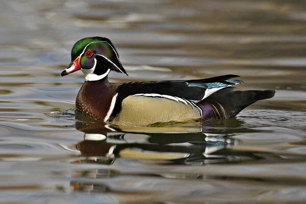ANIMALS – BIRDS – Michael Stoy Photography
