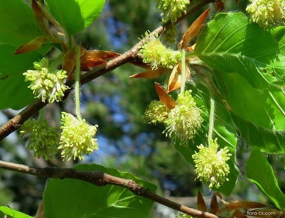 Buk lesní (Fagus sylvatica), květy, květenství