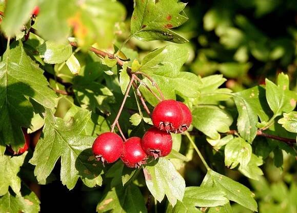 Crataegus monogyna - (Hloh jednosemenný)