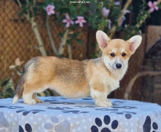 Velšský Corgi Pembroke štěňata na prodej na InzercePsů.eu