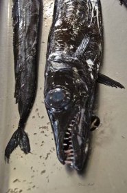 Black Scabbard Fish   Madeira Portugal