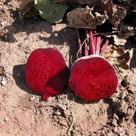 Řepa Kahira - zploštělá červená řepa salátová - pěstování řepy ze semen - prodej osiva