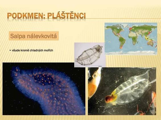 PPT - Strunatci PowerPoint Presentation, free download - ID:5842130