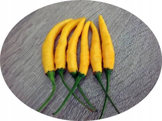 Thai Chili Rawit YELLOW semena pálivá plenná chilli