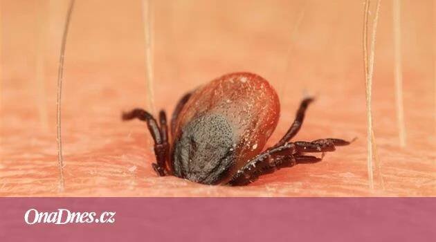 Proti borelióze můžete bojovat i přírodní cestou. Zkuste gemmoterapii - iDNES.cz