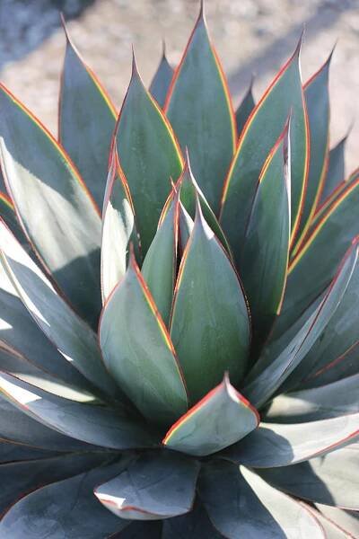Agave Blue Glow