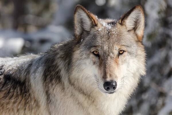Divoký koridor Skalistých hor: Z Yellowstonu k Yukonu - Smlouva s vlky (E04) (2023)