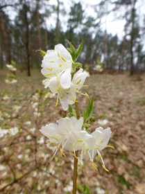Zimolez vonný - větévka s květy (Lonicera fragrantissima)