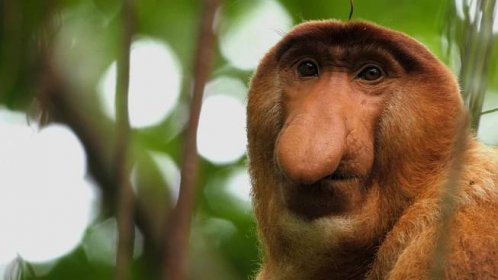Opice a další primáti - naši nejbližší příbuzní (2021)