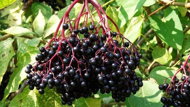 Plody černého bezu (bezinky) - využití, účinky, sklizeň | HobbyRecepty.cz