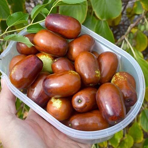 Jujuba - Čínske datle (Ziziphus jujuba) JINCHANG No.1