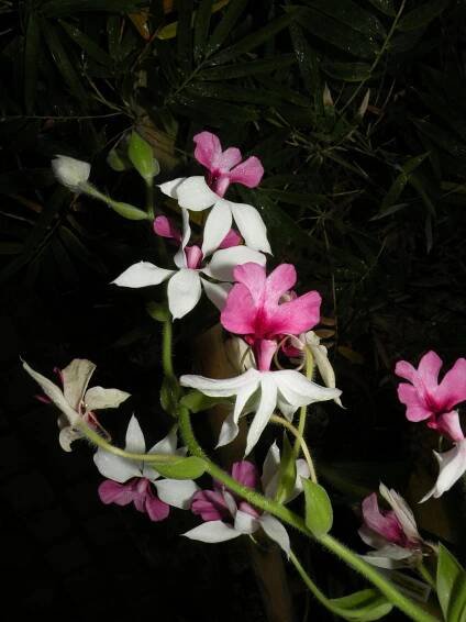 Obrázek - Calanthe vestita | BioLib.cz