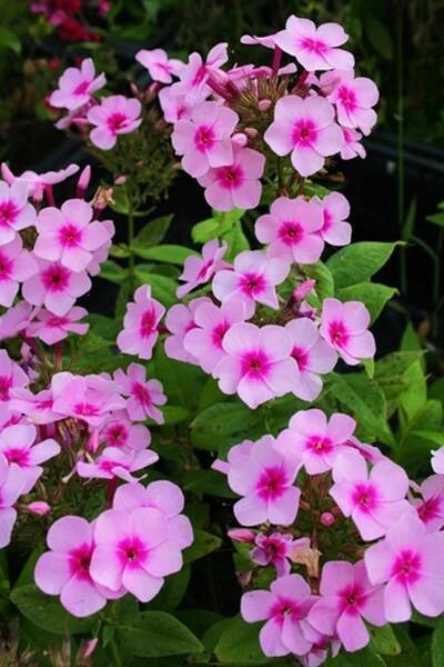 Phlox paniculata BABY FACE - plamenka latnatá, flox - Lukon Glads s.r.o.