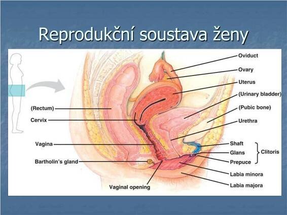 PPT - Reprodukce PowerPoint Presentation, free download - ID:4585017