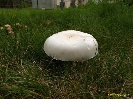 Bedla zardělá - Leucoagaricus leucothites - Kudluv fotoatlas hubKudluv fotoatlas hub