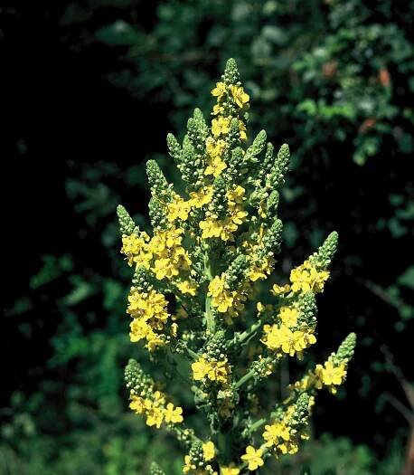 Rostliny: Verbascum speciosum - divizna ozdobná