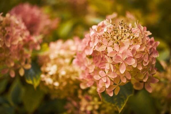 Hydrangea arborescens (Zdroj: Shutterstock)