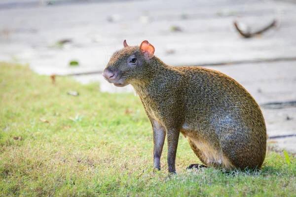 10 Jungle Creatures I Came Face-to-Face with at Sandos Caracol Eco Resort | TravelAwaits