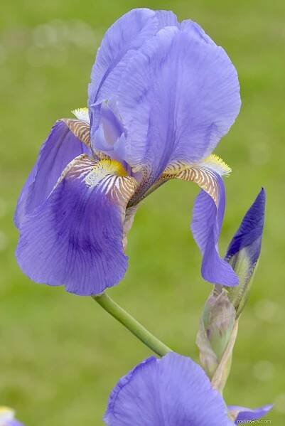 Kosatec Ann Page - Iris