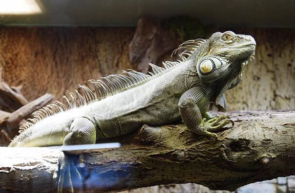 Fotogalerie • Motýlí dům (Zoologická zahrada) • Mapy.com