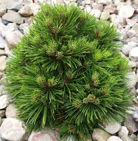 Pinus mugo Benjamin  Borovice kleč Benjamin