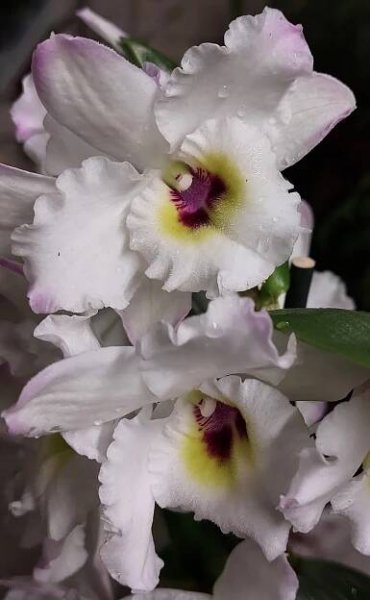 Orchidej Dendrobium nobile
