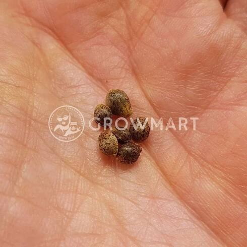 Maple_Leaf_Indica_Reg_Regulérni_semínka_konopí