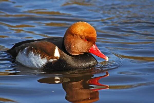 Soubor:Red-crested-pochard.JPG