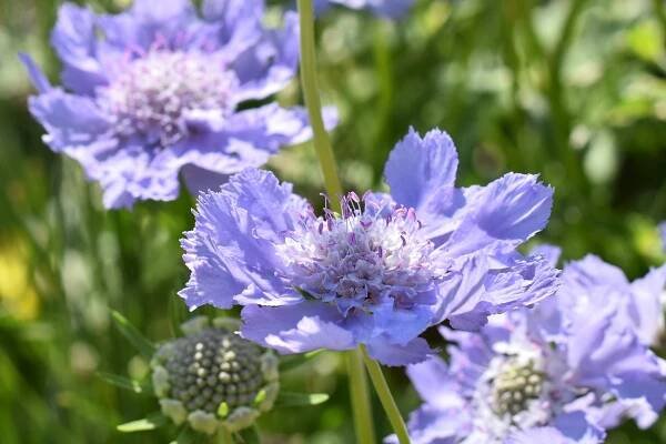Scabiosa_caucasi_4e2e8a15eb986.jpg