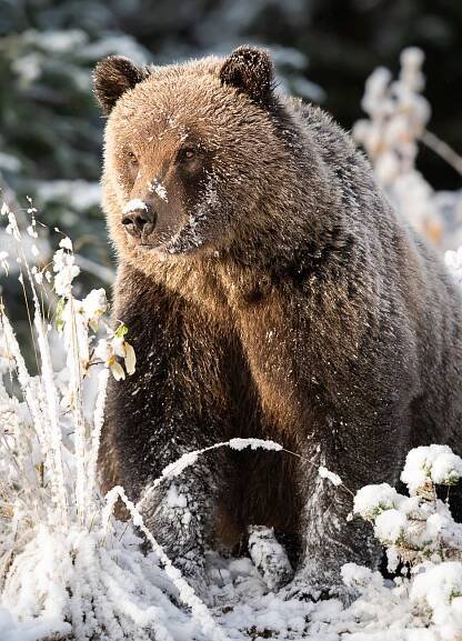 Spring Wildlife - Nature Labs