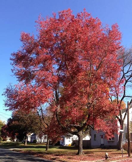 Acer rubrum