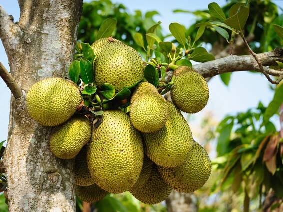 Fleischersatz: Jackfruit am Baum.