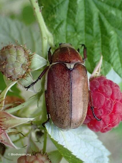 Anoxia villosa